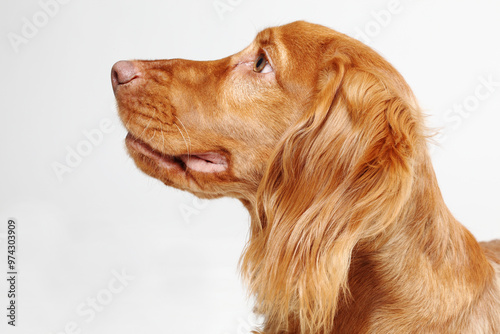 Close-up of a Golden Cocker spaniel with soft, wavy fur and a gentle expression, set against a clean white background. The dog gazes at sideways showcasing its friendly and loyal nature.