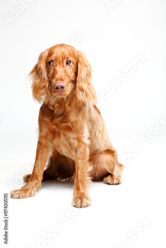 Golden cocker spaniel Sitting on White Background