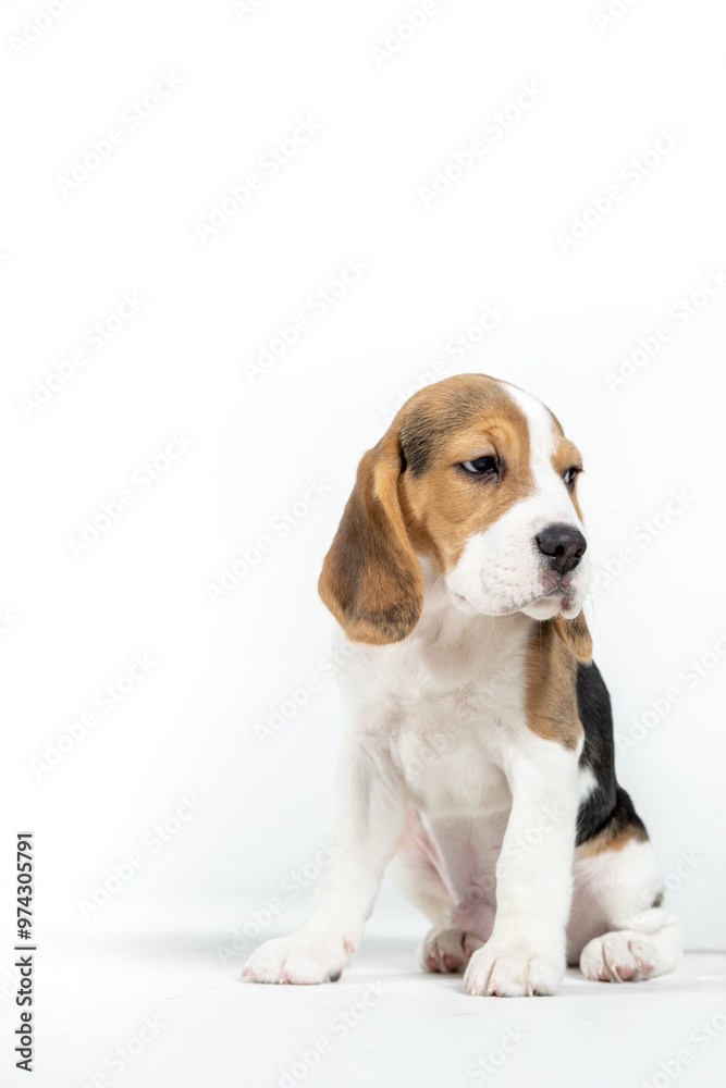 A small beagle puppy on a white light background. Vertical background. A small beagle puppy on a white light background. Vertical background.
