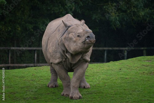 rhino posing for the camera