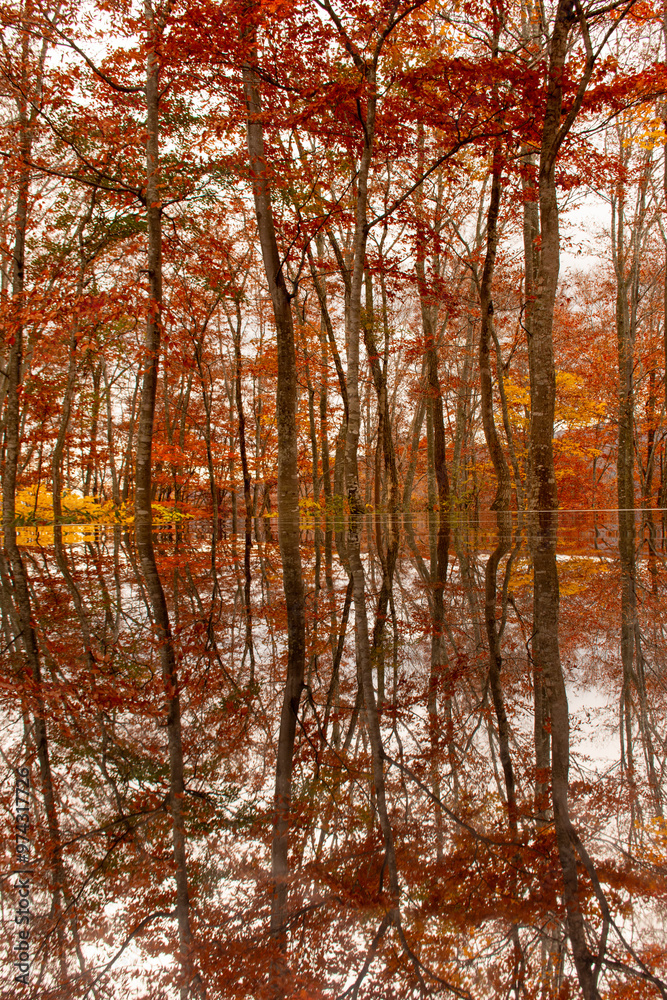 Obraz premium ガラスに反射する紅葉 