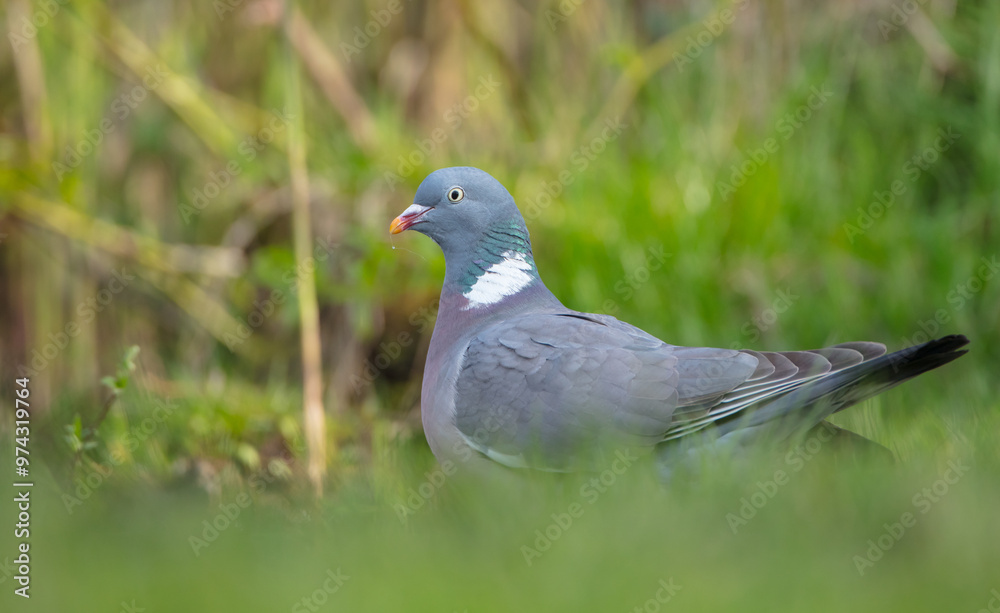 Common wood pigeon - in a city park in spring Common wood pigeon - in a city park in spring