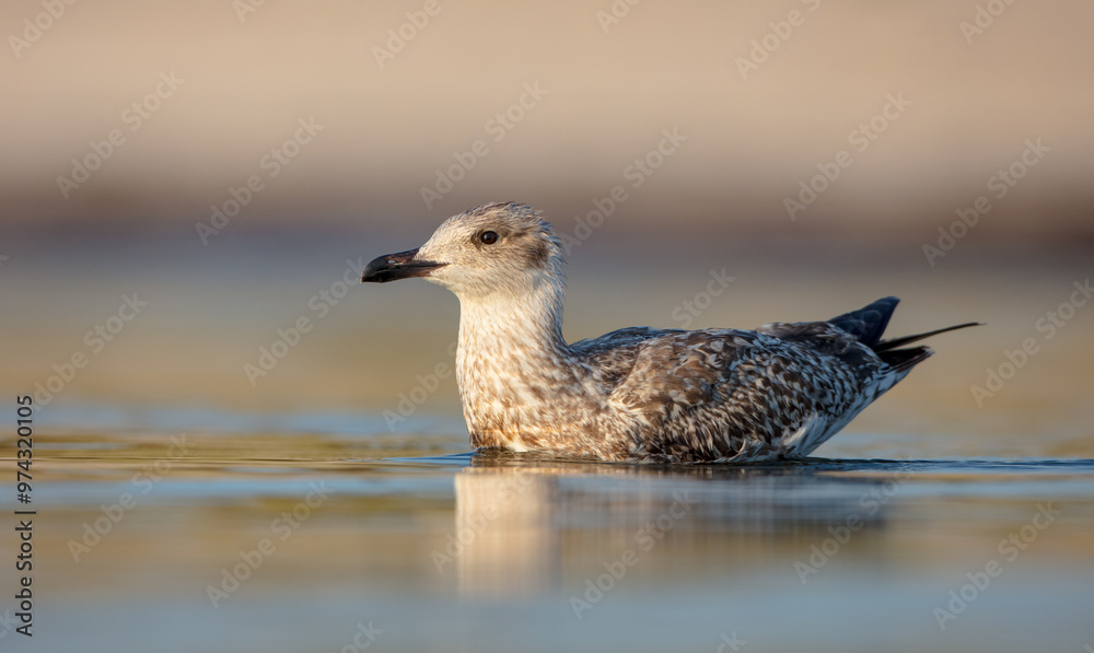 Herring Gull - juvenile bird at the seashore in autumn Herring Gull - juvenile bird at the seashore in autumn