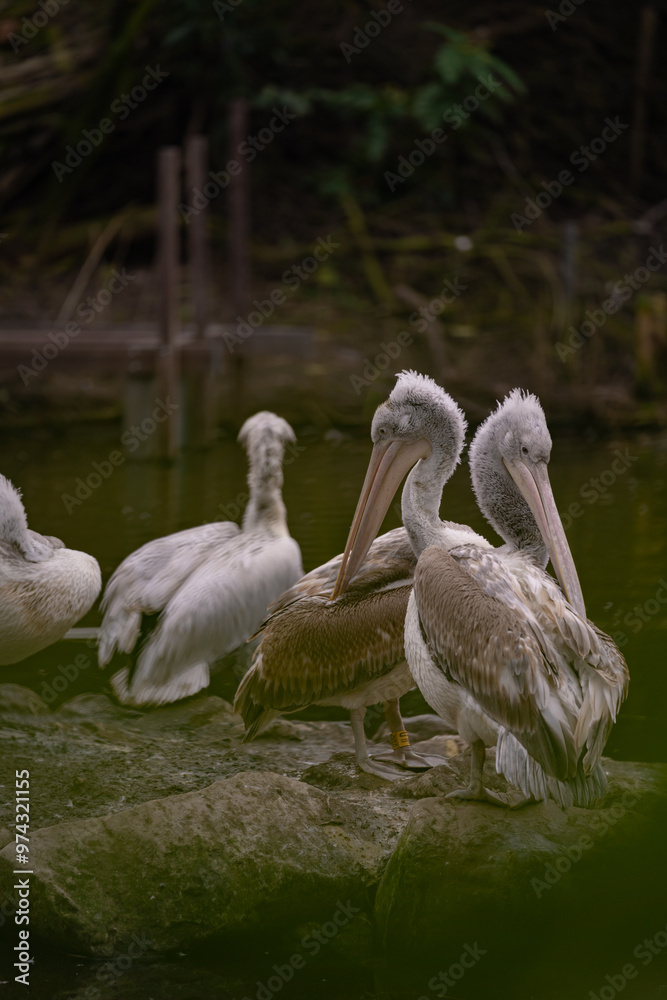 The common pelican also known as Pelecanus onocrotalus standing in a group on the pond The common pelican also known as Pelecanus onocrotalus standing in a group on the pond