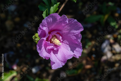 Pink hibiscus flower outdoor in sunny backyard..