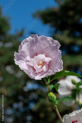 Pink hibiscus flower outdoor in sunny backyard..