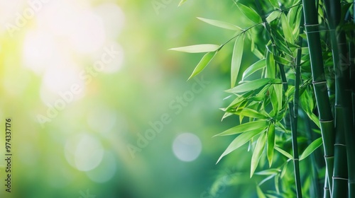 Closeup of Bamboo Forest