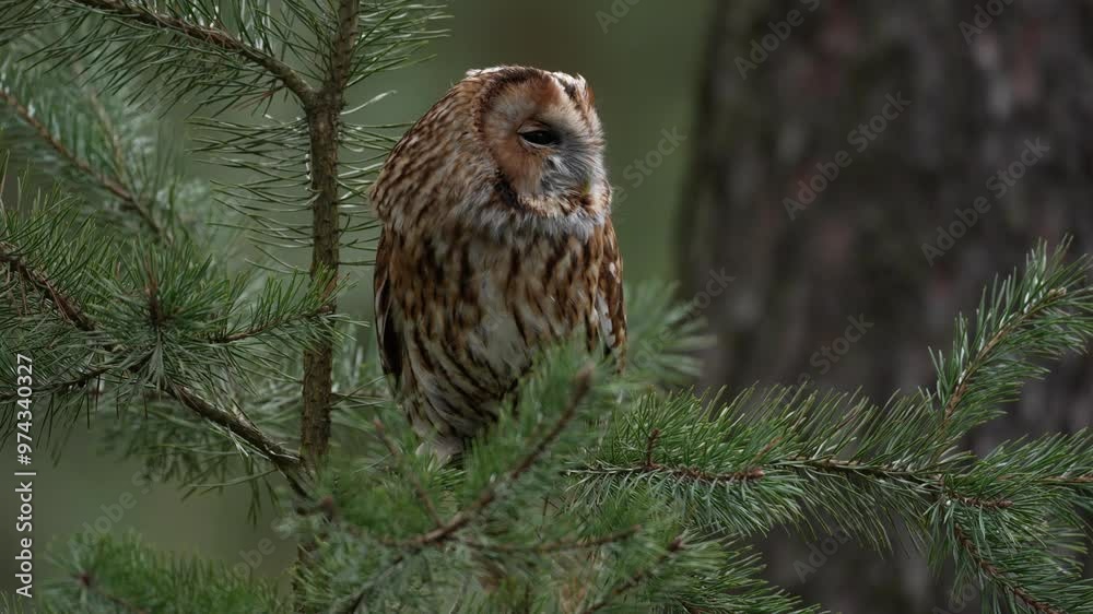 Brown owl sitting on tree stump in the dark pine forest habitat. Beautiful animal in the nature. Bird in the Sweden forest. Wildlife scene from dark spruce forest. Tawny owl hidden in the forest. Brown owl sitting on tree stump in the dark pine forest habitat. Beautiful animal in the nature. Bird in the Sweden forest. Wildlife scene from dark spruce forest. Tawny owl hidden in the forest.