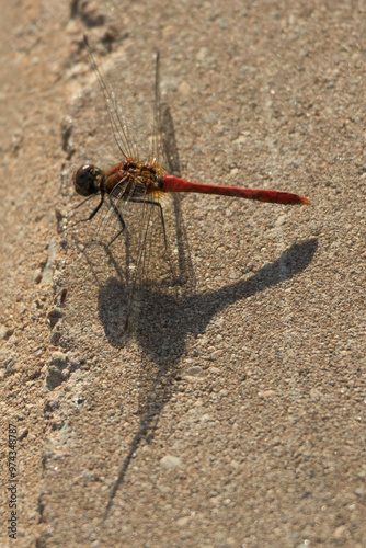 Red dragonfly sits on the curb