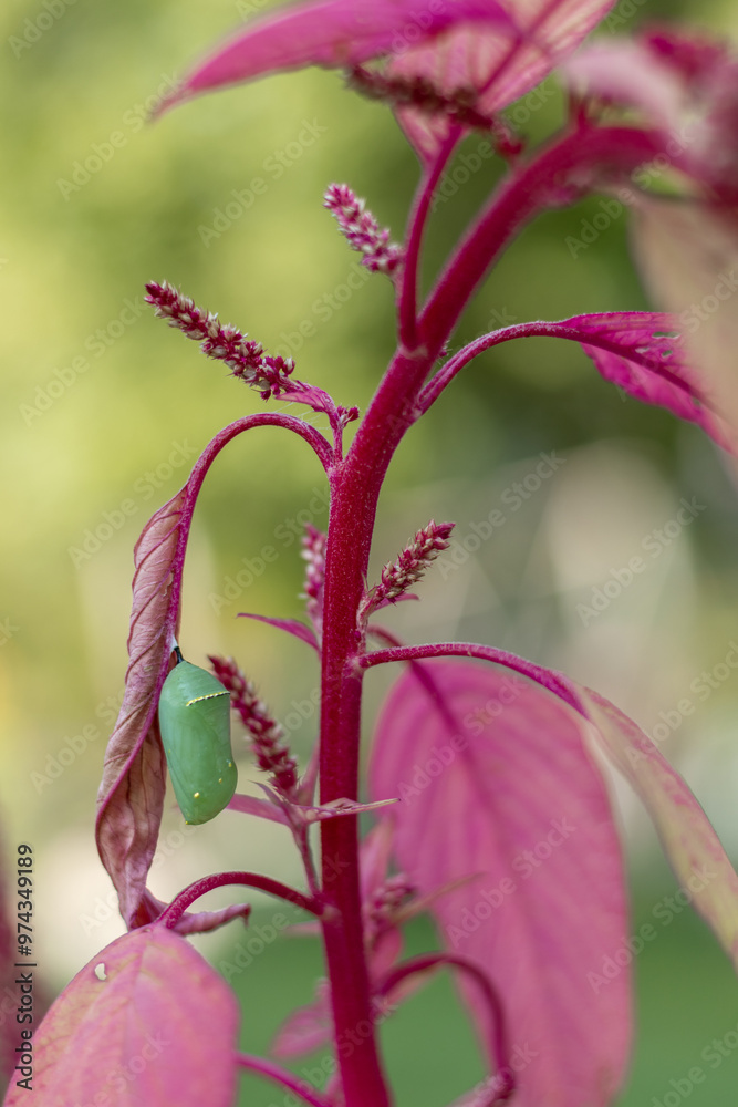 Obraz premium Monarch Butterfly, Danaus plexippus, jade green chrysalis on brightly colored fuchsia Amaranth