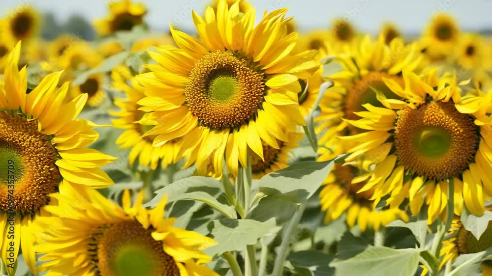 Yellow sunflowers, filling the entire frame with large, vibrant blooms. The sunflowers overlap slightly, creating a lively, sunny floral pattern Yellow sunflowers, filling the entire frame with large, vibrant blooms. The sunflowers overlap slightly, creating a lively, sunny floral pattern