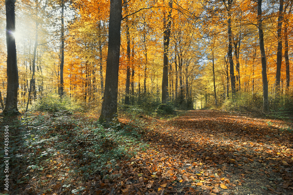 Obraz premium Hrtbst im Wald