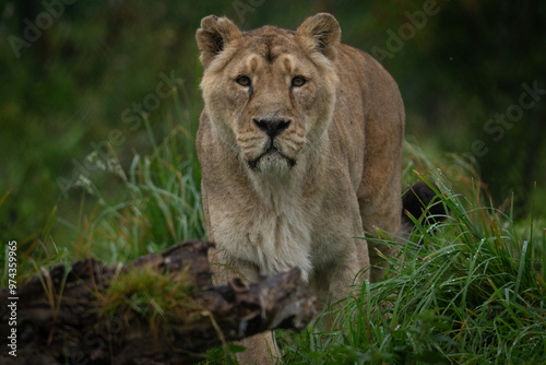 Lioness on the prowl looking at camera