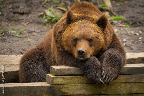 brown bear posing for his photograph