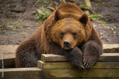 Brown bear posing for photograph