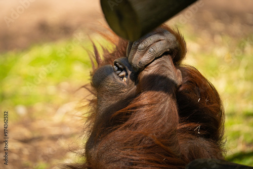 Organutan in a state of despair 