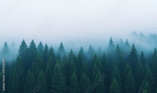 Misty Morning in a Dense Forest With Towering Evergreen Trees Under a Tranquil Sky