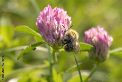 A bumblebee collects pollen from a clover flower