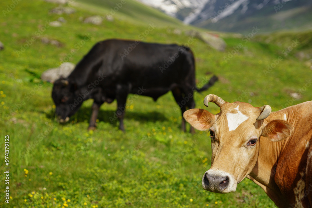 Cows and oxen on the mountain, Snowy mountains, green plateau. Black Sea plateau and cows. Cows and oxen on the mountain, Snowy mountains, green plateau. Black Sea plateau and cows.