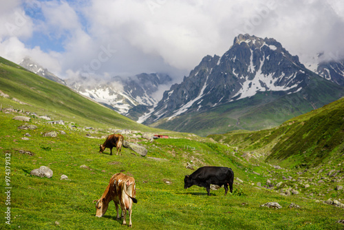 Cows and oxen on the mountain, Snowy mountains, green plateau. Black Sea plateau and cows. photo