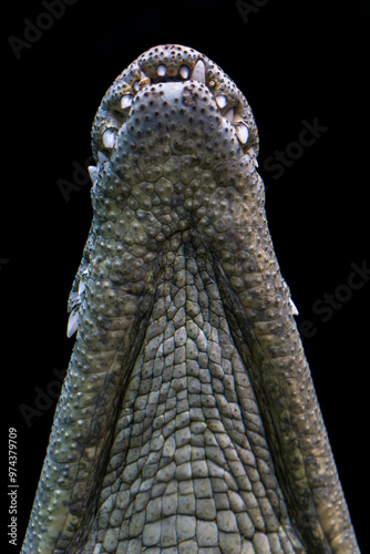 Crocodile lower jaw facing up close up. Black background.