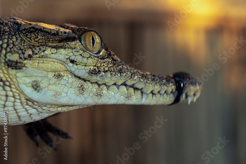 Baby crocodile close up face with zip tie on his mouth.