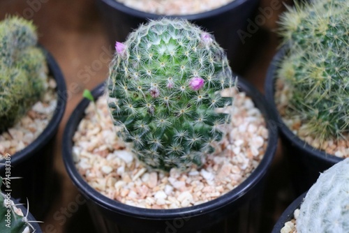 This is a small, round cactus plant with pink flowers. It is planted in a black pot with small rocks.