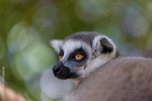  portrait of a ring-tailed lemur