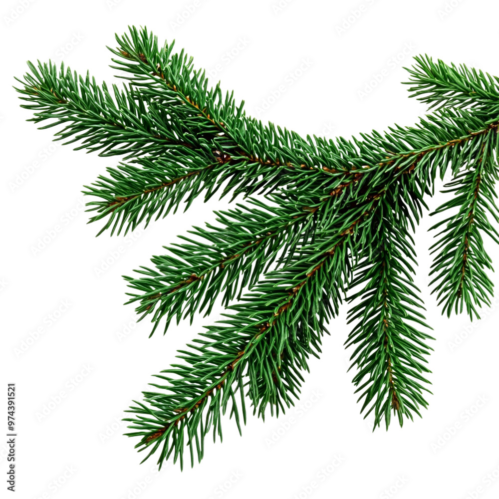 Green pine tree branch isolated on transparent background, natural conifer close-up, Ai Generation