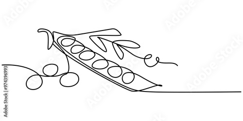 Fava beans simple color vector illustration. One continuous line art drawing with lettering organic fava beans, Vector illustration of peas isolated on white background. Black and White for coloring.