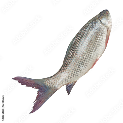 Wallpaper Mural Fresh Labeo rohita Fish Stock Photo Torontodigital.ca