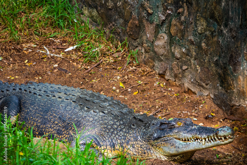Obraz premium Giant crocodile. Picture clicked at Muttu Kadu Crocodile Park, Tamil Nadu, South India, India