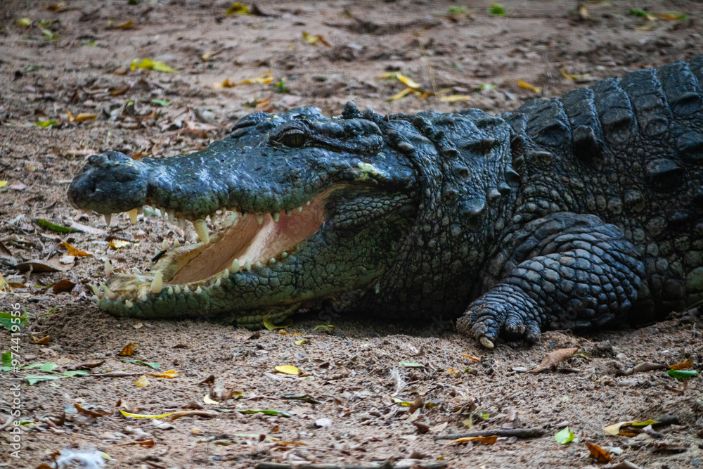 Fototapeta premium Giant crocodile. Picture clicked at Muttu Kadu Crocodile Park, Tamil Nadu, South India, India