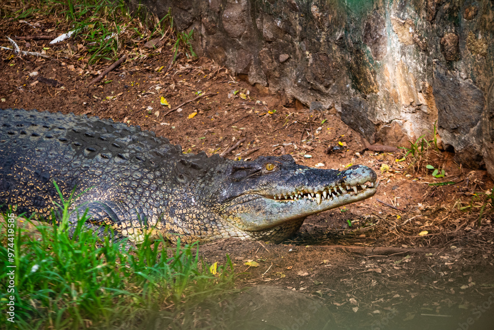 Obraz premium Giant crocodile. Picture clicked at Muttu Kadu Crocodile Park, Tamil Nadu, South India, India