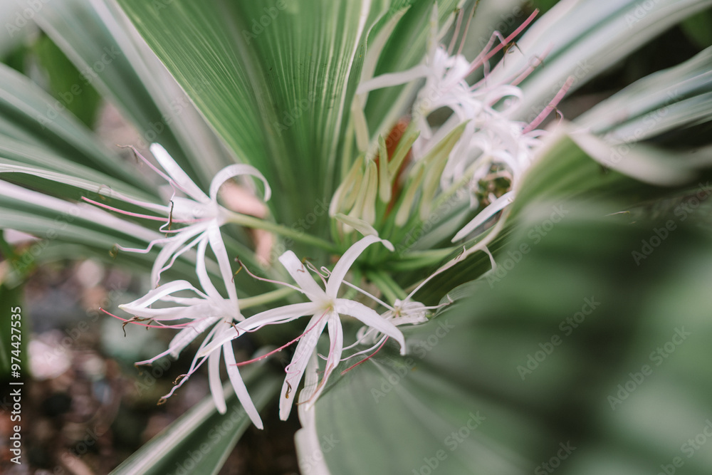 Obraz premium Crinum asiaticum, commonly known as poison bulb, giant crinum lily, grand crinum lily