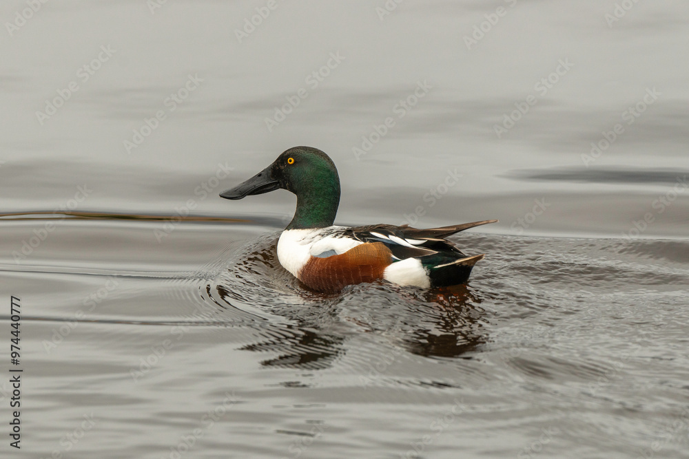 Canard souchet, male,.Anas clypeata, Northern Shoveler, Canard souchet, male,.Anas clypeata, Northern Shoveler,