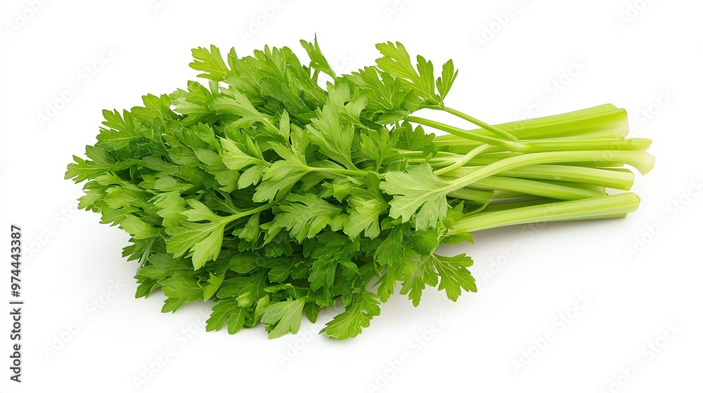 Fresh green parsley bunch on a white background, perfect for culinary use, garnishing, and enhancing flavor in dishes. Fresh green parsley bunch on a white background, perfect for culinary use, garnishing, and enhancing flavor in dishes.