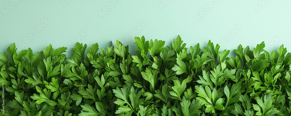Obraz premium Vibrant green leaves create a lush and refreshing backdrop, perfect for nature-themed designs or eco-friendly projects.