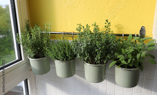 four aromatic herb and spice plants to flavor dishes in the pots