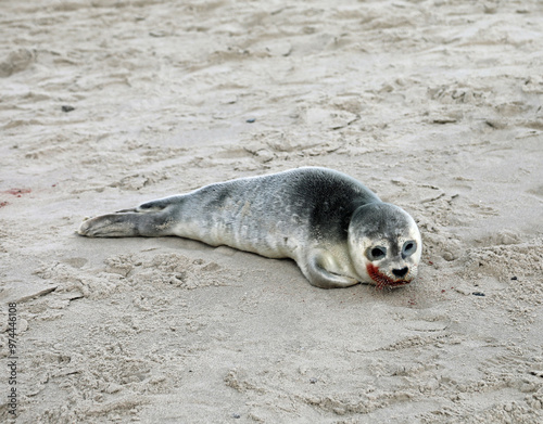 seal stranded on the seashore with its mouth red with blood after eating fish
