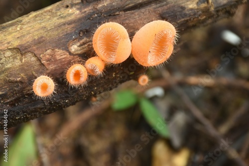 fungi cup mushroom growth for rain season on tree trunk in Chet Kod waterfall on Thailand   photo