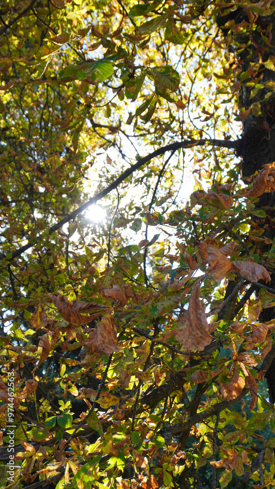 Fototapeta premium A simple walk in the city