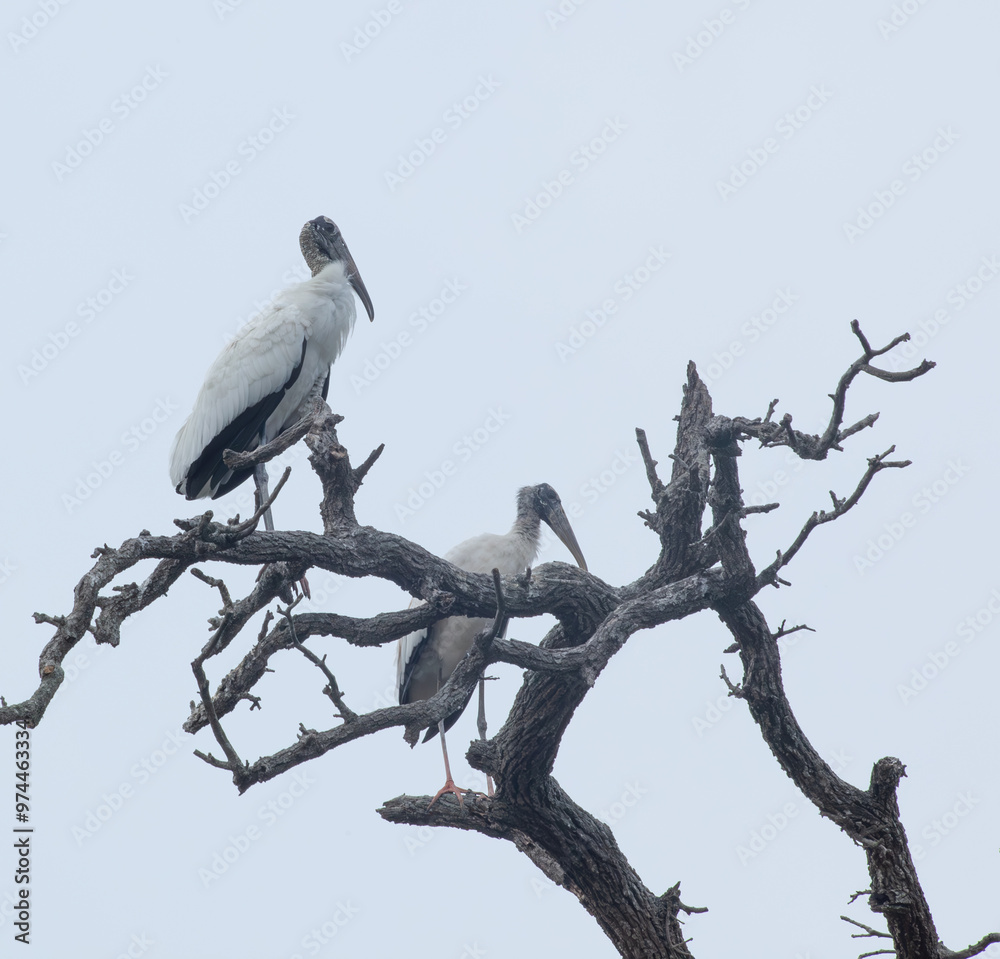 Wood Stork in a tree Wood Stork in a tree
