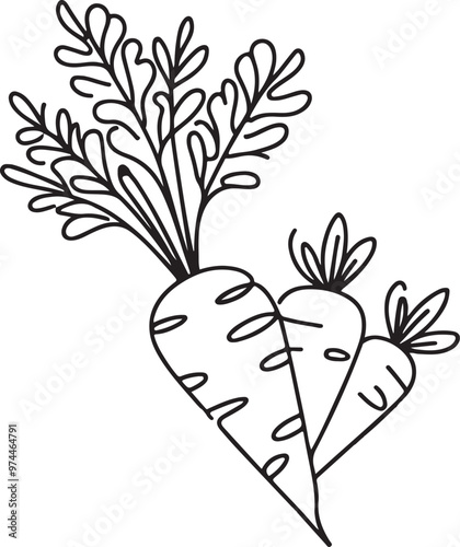 sketch of a radish vegetable