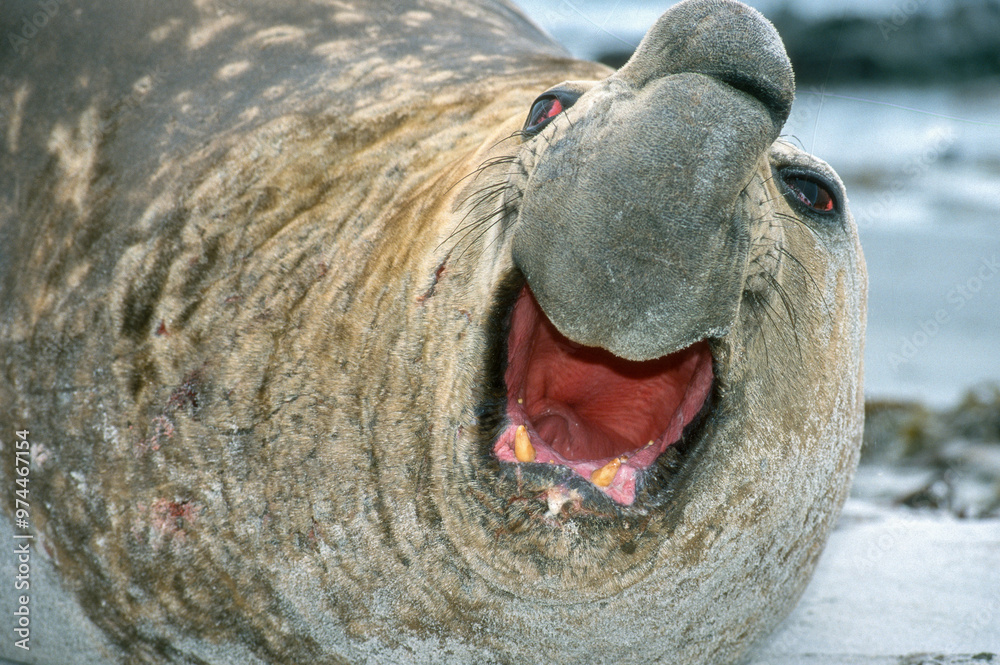 Eléphant de mer, Mirounga leonina, Iles Falkland, Malouines Eléphant de mer, Mirounga leonina, Iles Falkland, Malouines