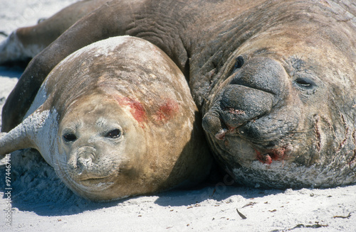 Eléphant de mer, Mirounga leonina,  Iles Falkland, Malouines photo