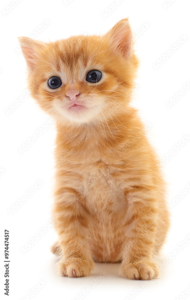 Obraz premium Kitten on white background.