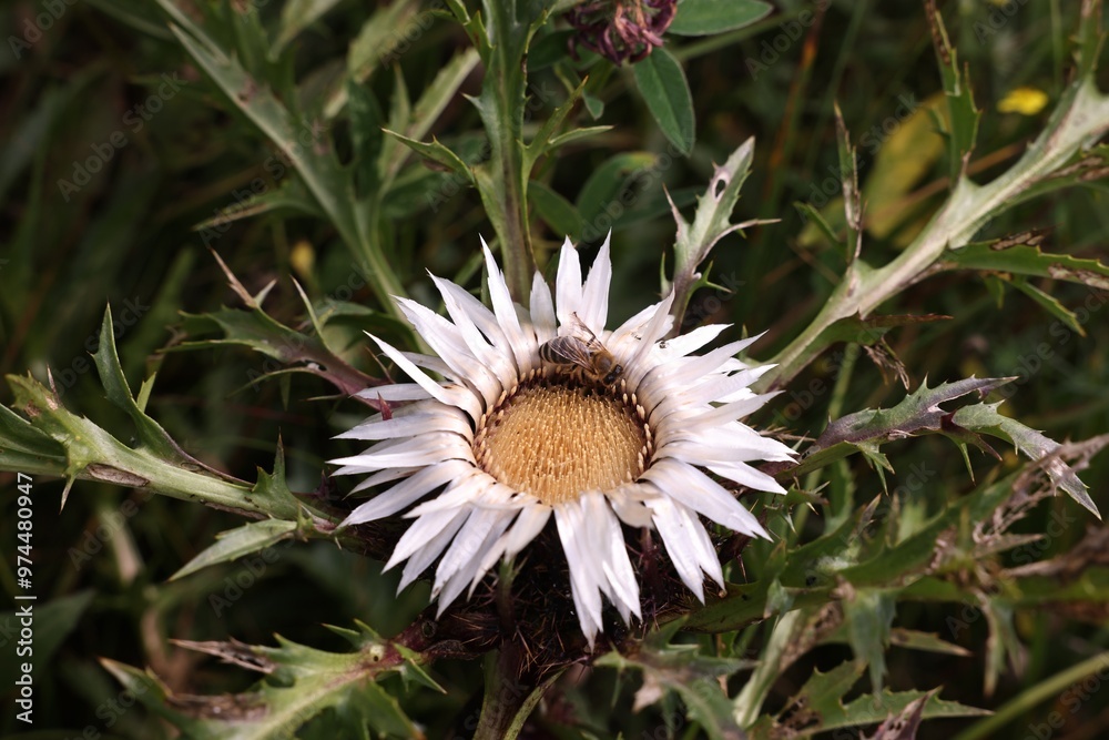 Beautiful plant with white flower growing outdoors, closeup Beautiful plant with white flower growing outdoors, closeup