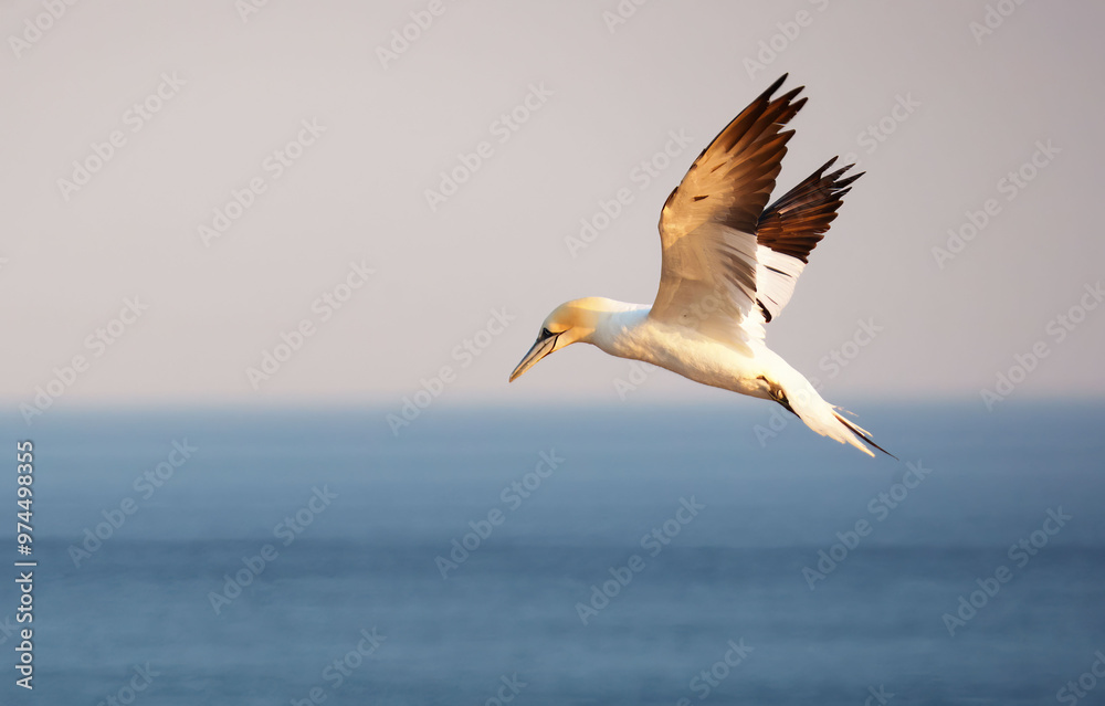 Northern gannets – Morus bassanus - on the red cliffs of the German offshore island of Heligoland, Schleswig Holstein, Germany, Europe Northern gannets – Morus bassanus - on the red cliffs of the German offshore island of Heligoland, Schleswig Holstein, Germany, Europe