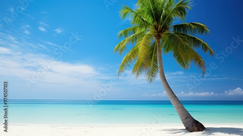 beach palm tree on white photo